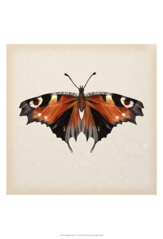 Butterfly Study V