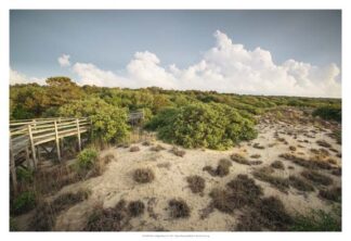 First Landing Dunes I
