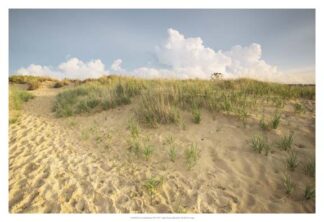 First Landing Dunes IV