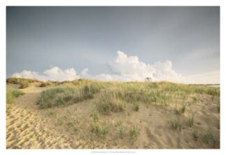 First Landing Dunes V