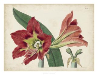 Amaryllis Splendor I