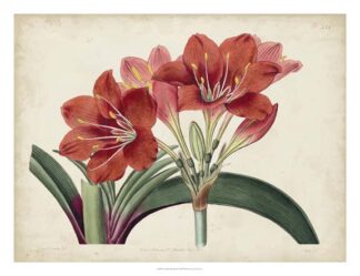 Amaryllis Splendor II