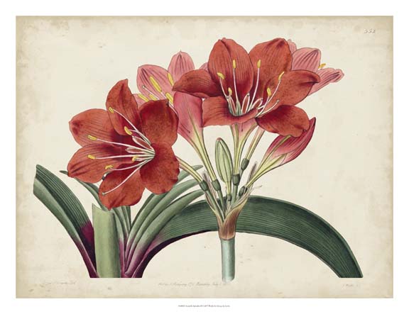 Amaryllis Splendor II