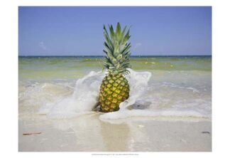South Florida Pineapple IV