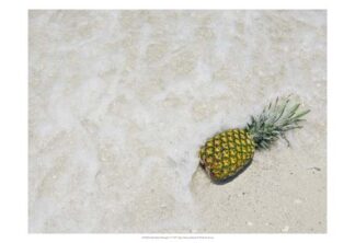 South Florida Pineapple V