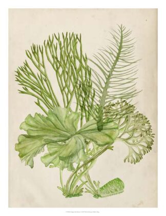 Vintage Coral Collection I