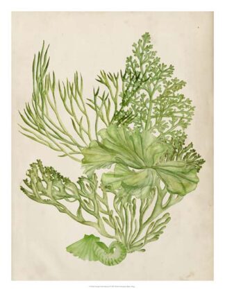 Vintage Coral Collection II