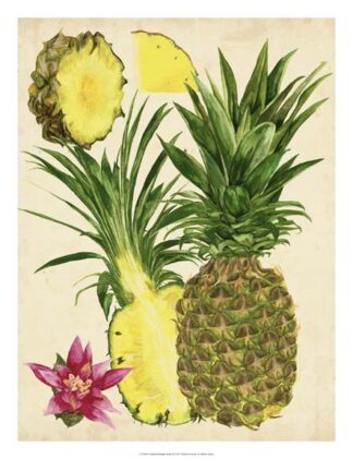 Tropical Pineapple Study II