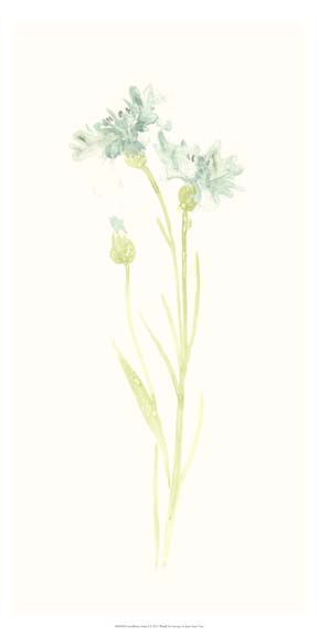 Cornflower Study I