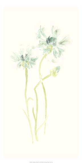 Cornflower Study II