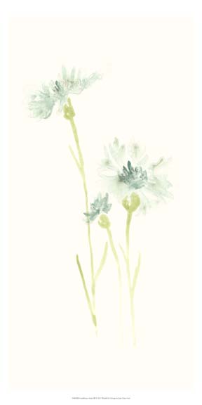 Cornflower Study III