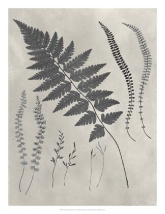 Vintage Fern Study II