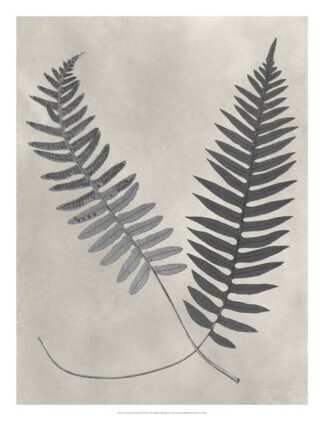 Vintage Fern Study III