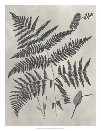 Vintage Fern Study IV