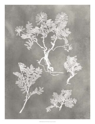 Herbarium Study II