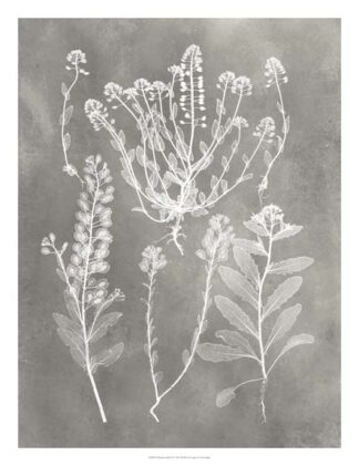 Herbarium Study III