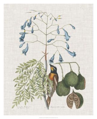 Studies in Nature II