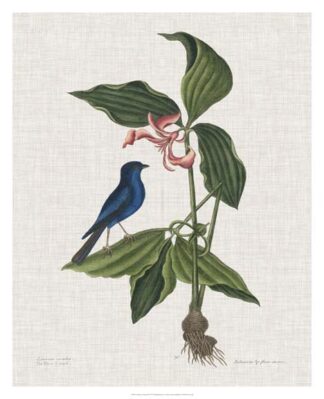 Studies in Nature III