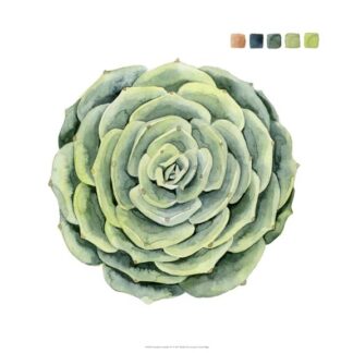 Succulent Swatches IV