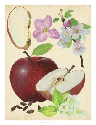 Apple & Blossom Study I