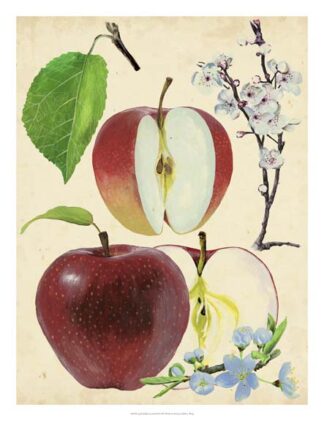 Apple & Blossom Study II