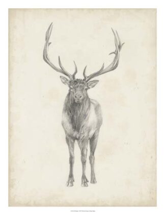 Elk Study