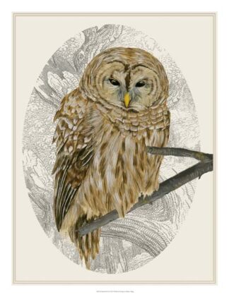 Barred Owl I