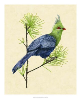 Green Turaco I