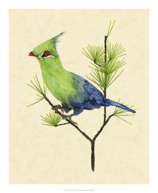 Green Turaco II