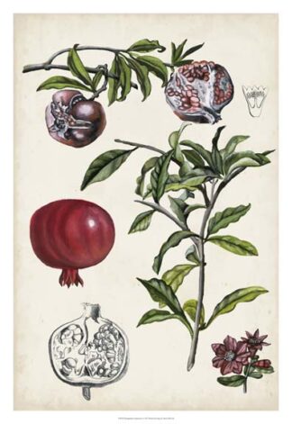 Pomegranate Composition I
