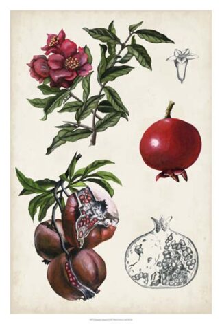 Pomegranate Composition II