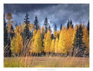 Through the Yellow Trees I