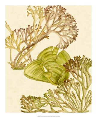 Vintage Seaweed Collection II