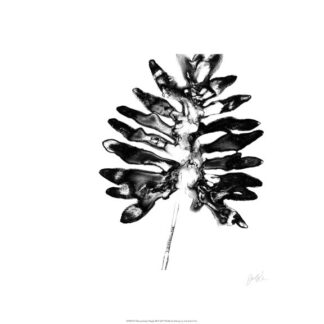 Monochrome Tropic III