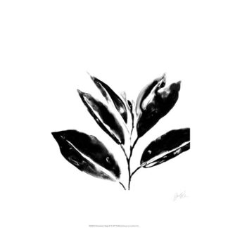 Monochrome Tropic IV