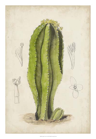 Antique Cactus VI