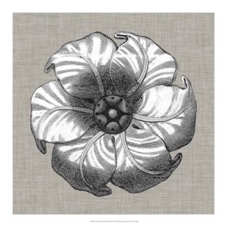 Neutral Rosette Detail III