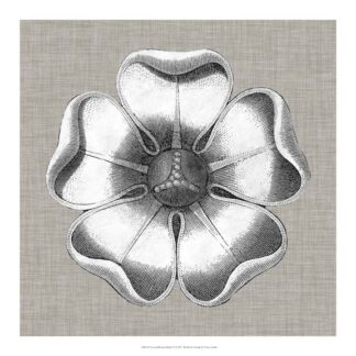 Neutral Rosette Detail VI