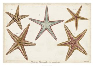 Starfish Naturelle I