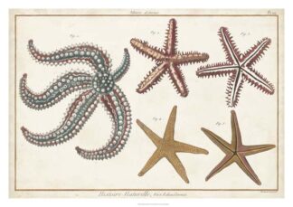 Starfish Naturelle II