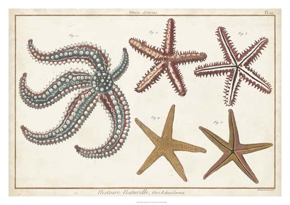 Starfish Naturelle II