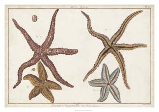 Starfish Naturelle III