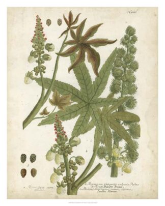 Weinmann Tropical Plants I