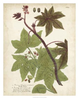 Weinmann Tropical Plants II