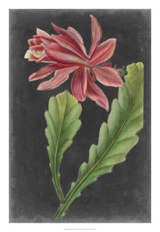 Dramatic Tropicals I