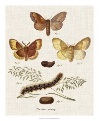 Life Cycle of a Moth I