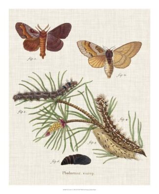 Life Cycle of a Moth II