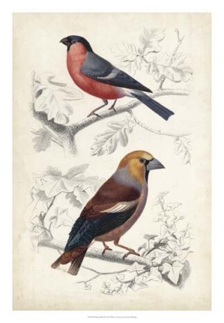 D'Orbigny Birds IV