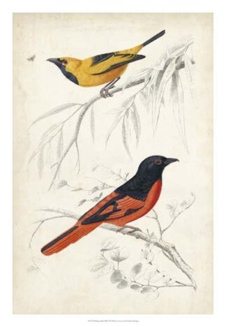 D'Orbigny Birds VIII