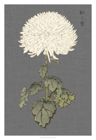 Dramatic Ivory Mums I